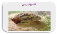 کنفرانس علمی یکروزه «بیماری فاسیولیازیس با رویکرد بالینی و اجتماعی» در دانشگاه علوم پزشکی گیلان برگزار می شود